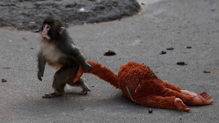 Punch Monkey