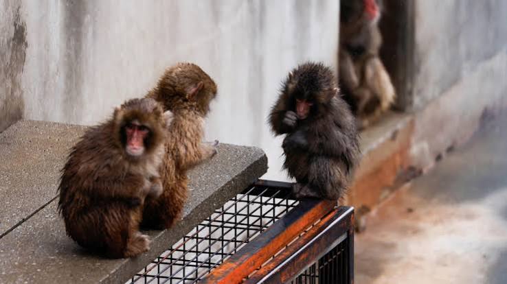 What Punch Teaches Us About Comfort, Resilience, and Belonging — Punch Monkey