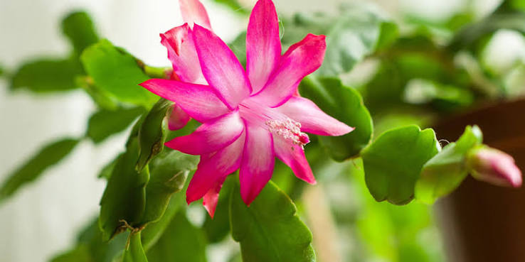 Christmas Cactus Care
