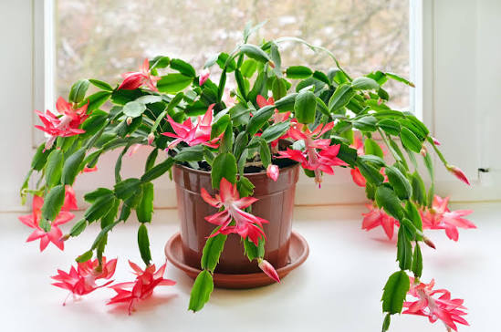 How to Make a Christmas Cactus Bloom Every Year — Christmas Cactus Care